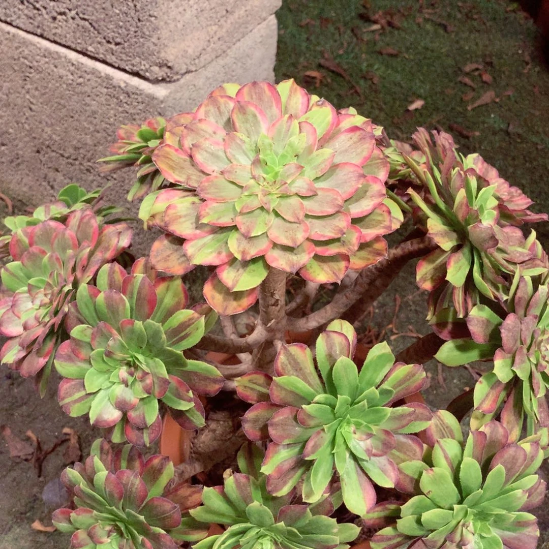 花脸粉黛，多肉植物