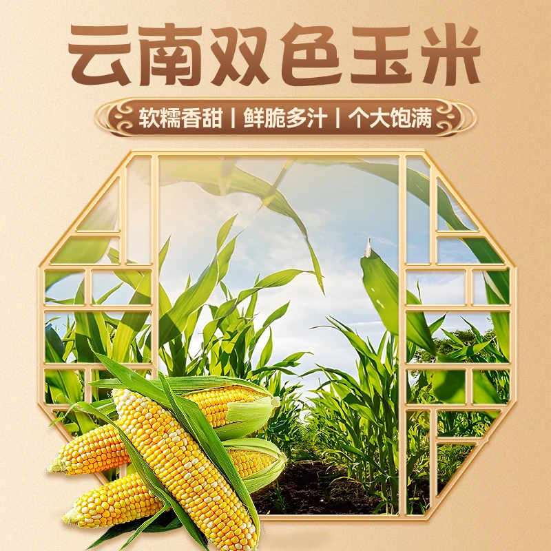 【zyl专属】云南露天金银玉米水果玉米甜脆生吃玉米牛奶爆浆