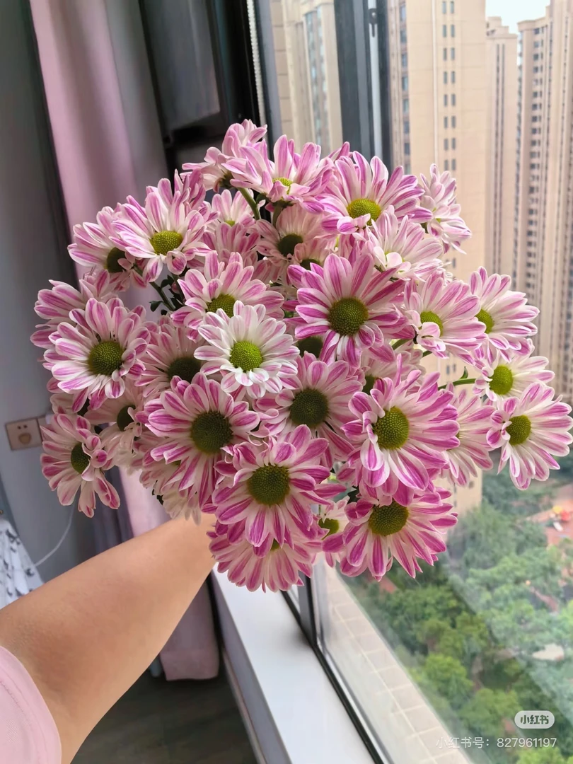 【董小姐】斑纹菊水培小雏菊鲜切花期超长昆明直发