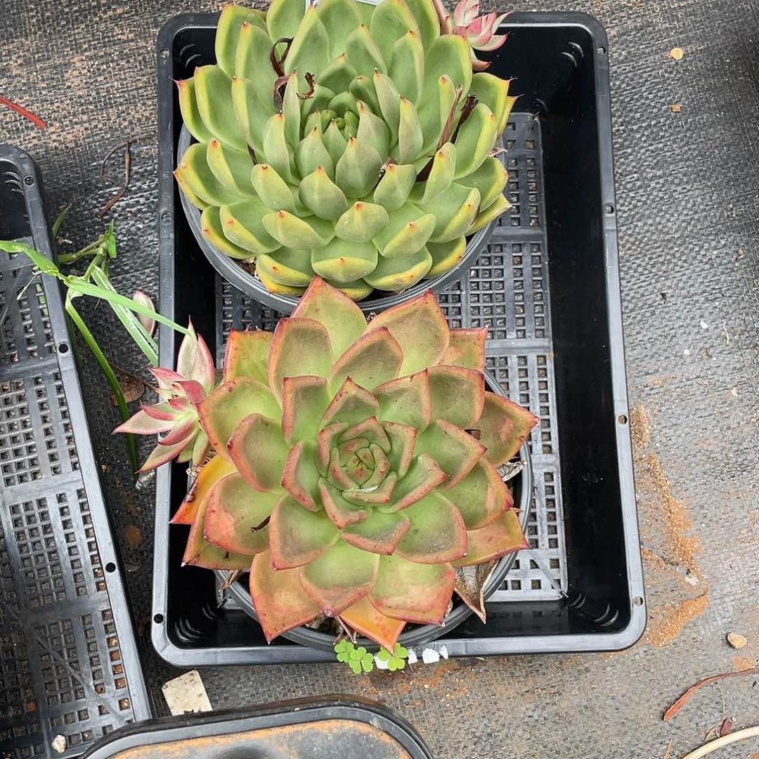 若如东云组拍D402