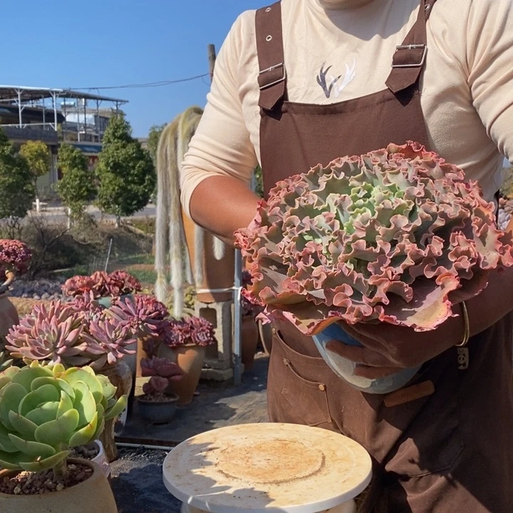 包菜植物老桩1️⃣物一拍