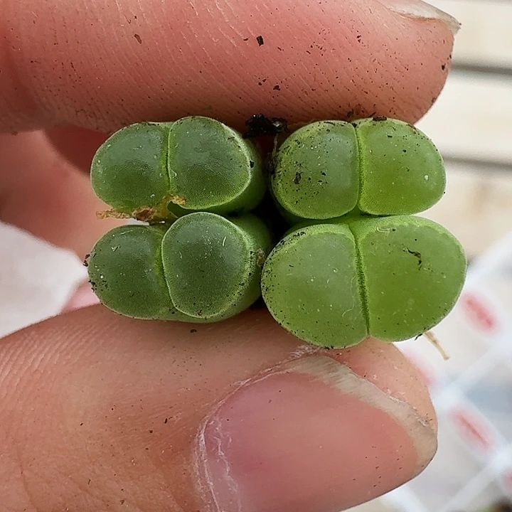 无花朵姜*条多肉植物285