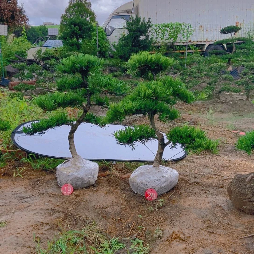 抖*号一对一链接