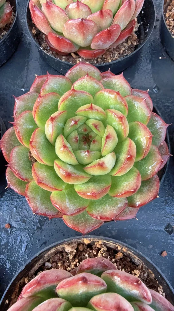 80#突尼斯（5-7cm）脱土