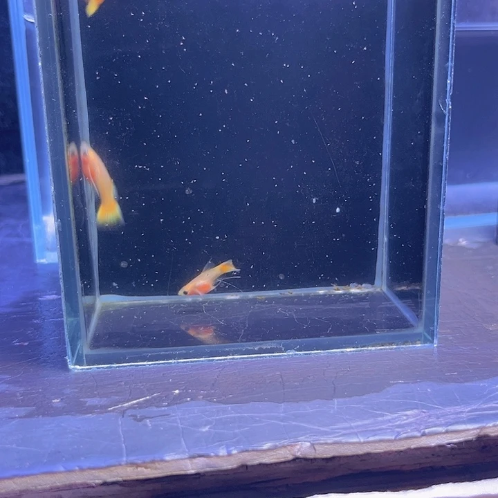 孔雀鱼黄金玻璃猫大c2母1公