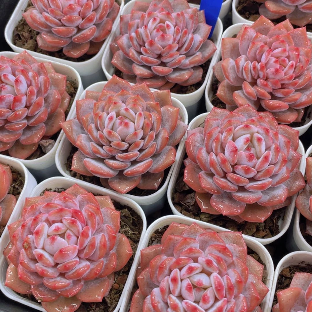量拍51号 全状态粉透星星橙单头一个