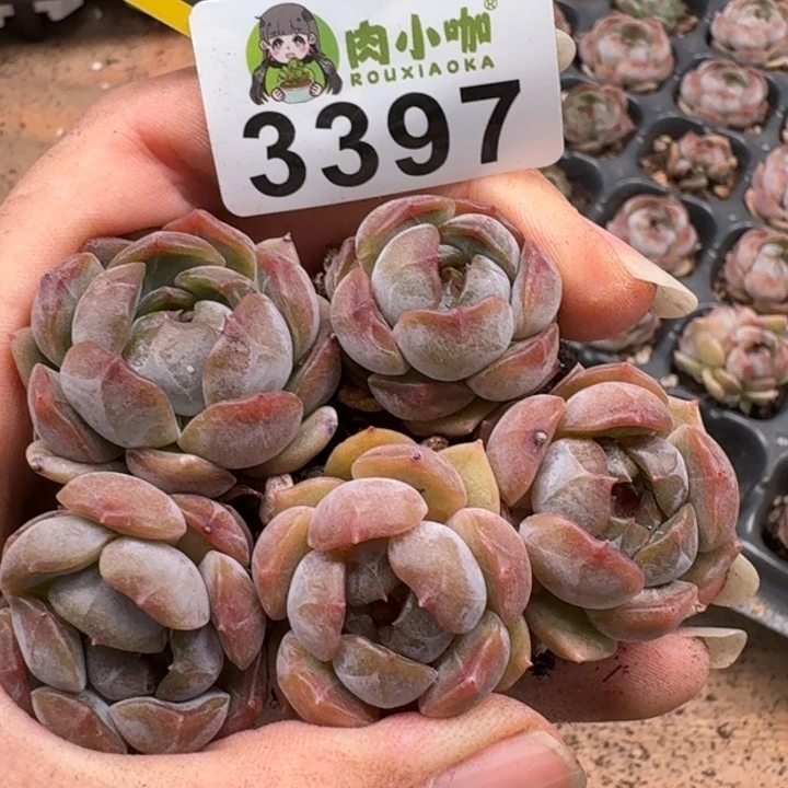 无花朵多肉植物多肉植物