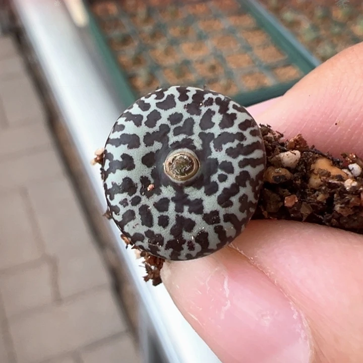 毕***作A199. 青蛙种源优选ts603.