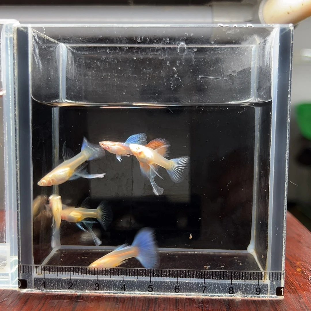 孔雀鱼蓝白大c6条