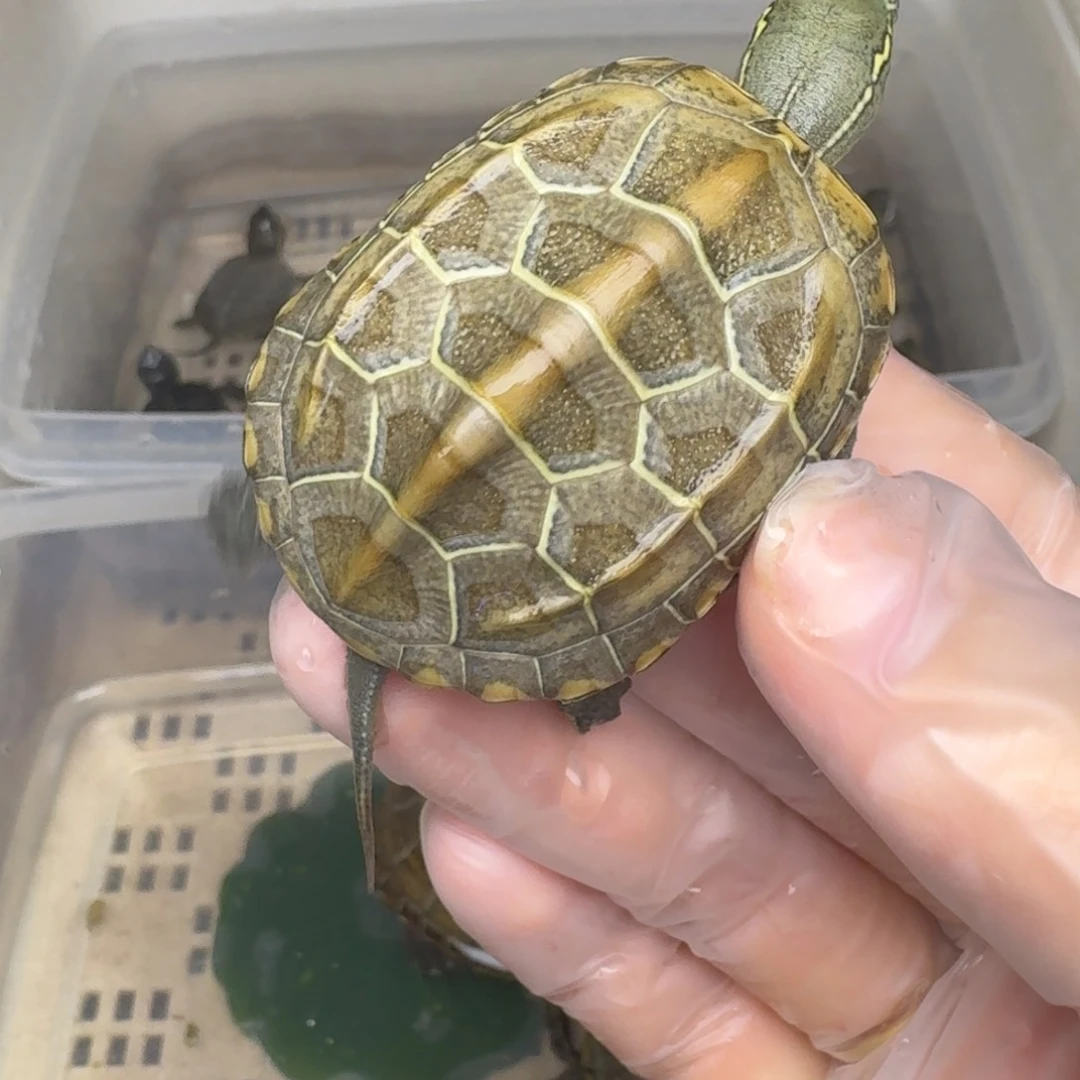 母绿毛龟禧****宠黄肉黄肉