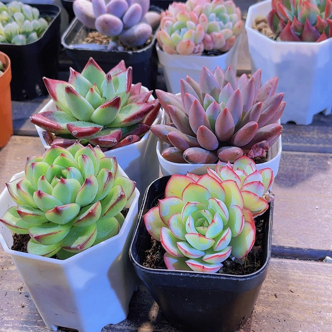 四盆11111111111111111