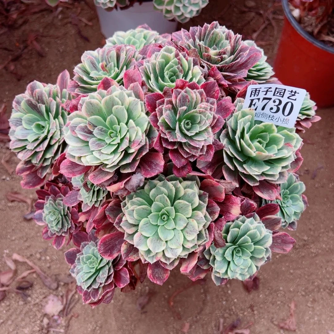 730墨兰迪尺寸25左右