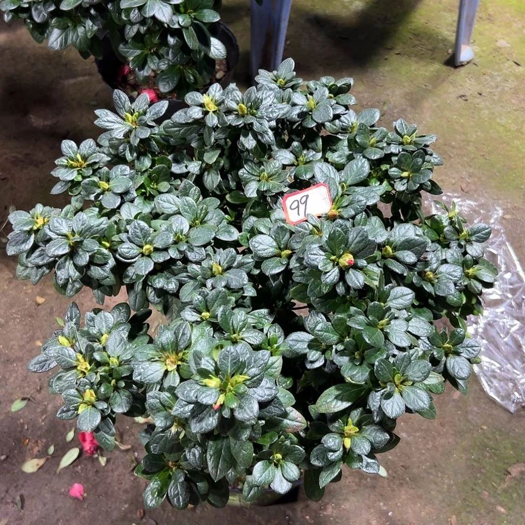 大部分花苞少量开放99