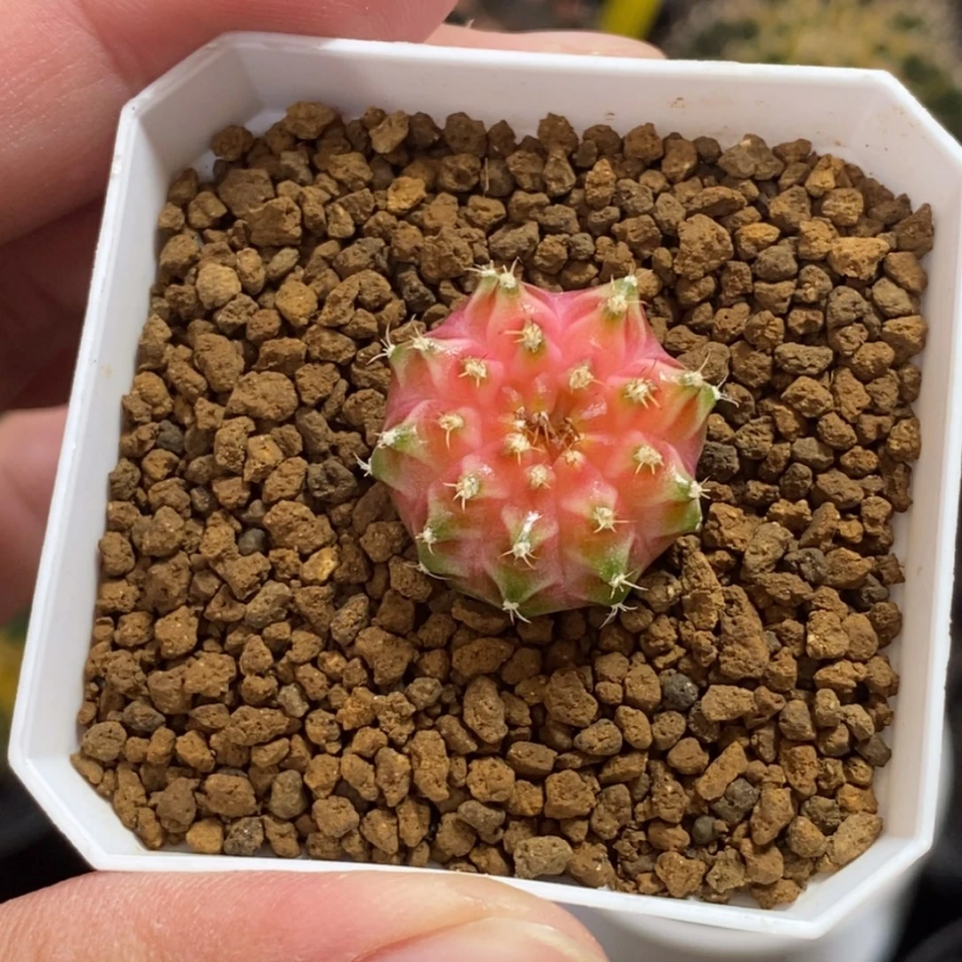 泰系轮回—带盆土发货12