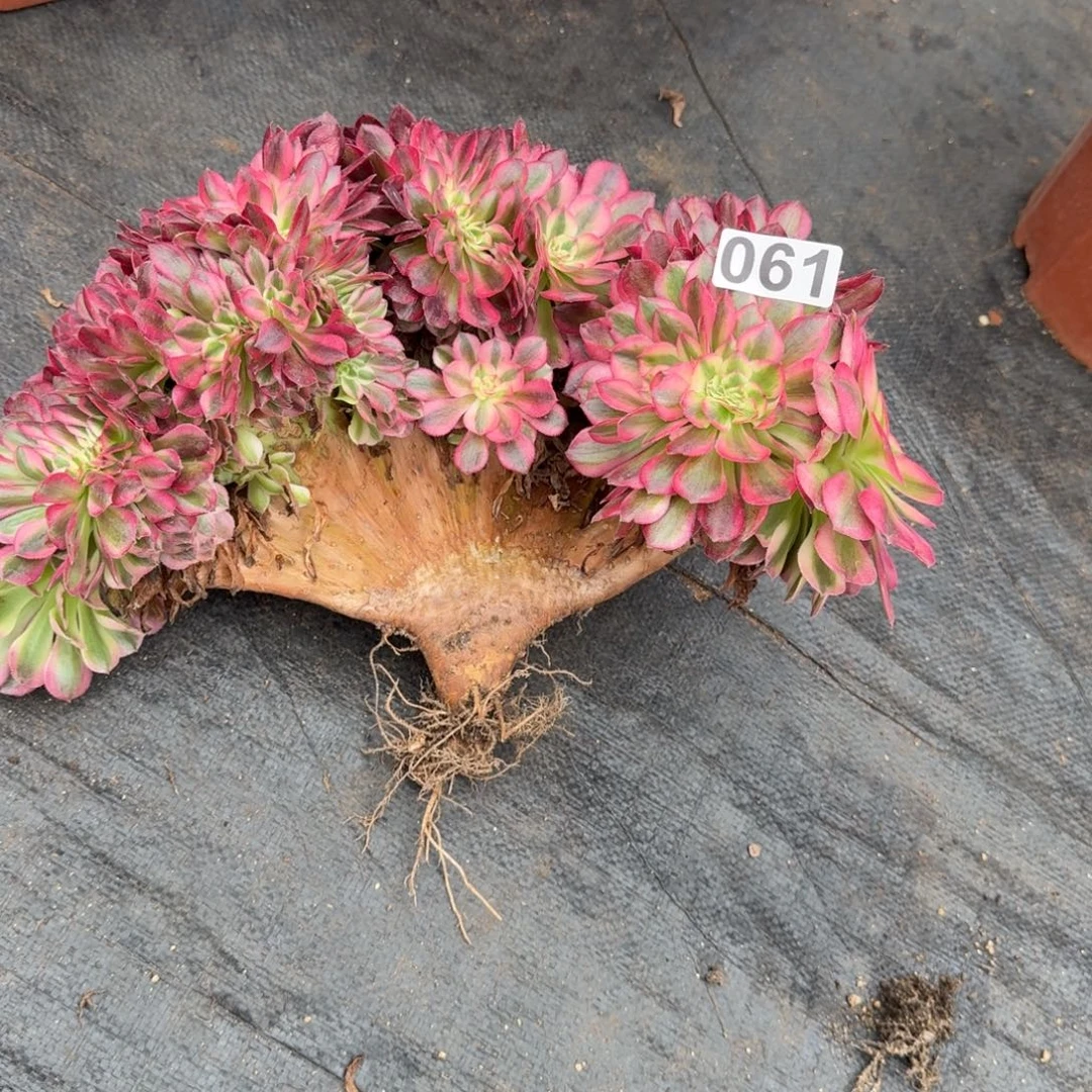 061多肉植物倾城缀