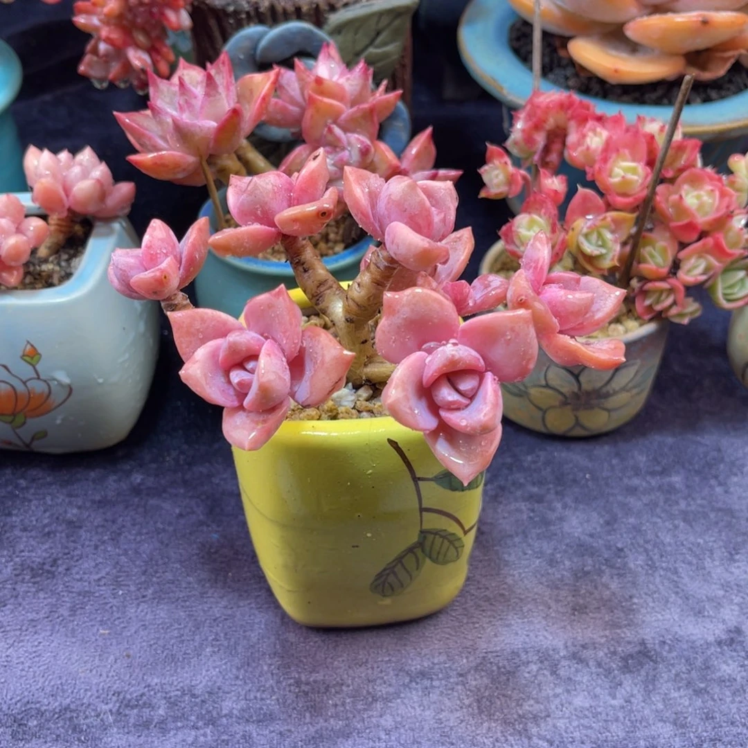 彩虹糖朵朵缀 十二公分带盆