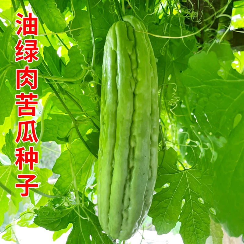 大肉青皮油绿苦瓜种子适合家庭四季可种