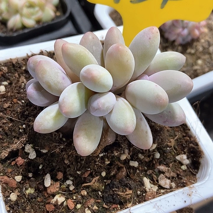 多肉植物彩虹奶954