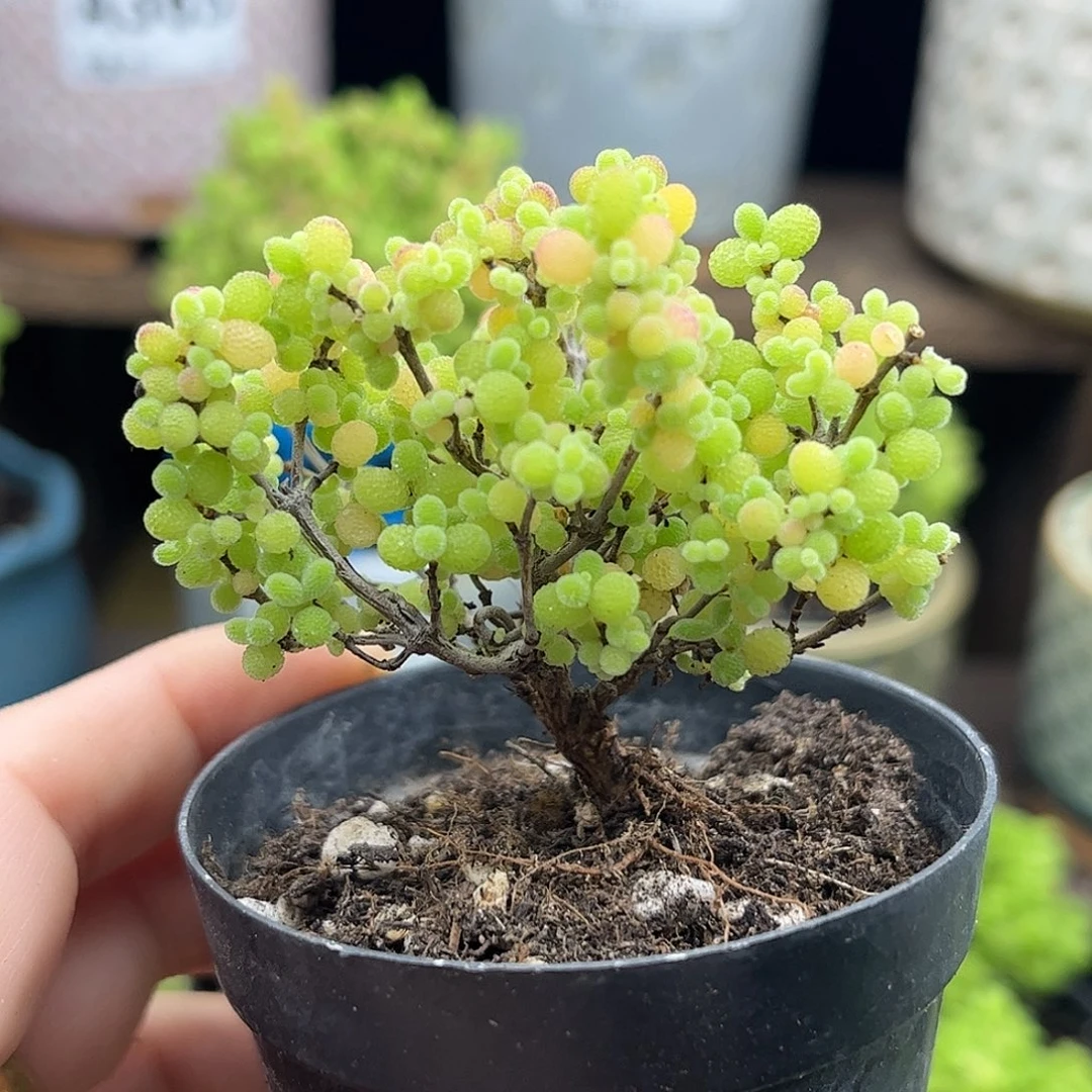 20蜜桔糖球优选枝干