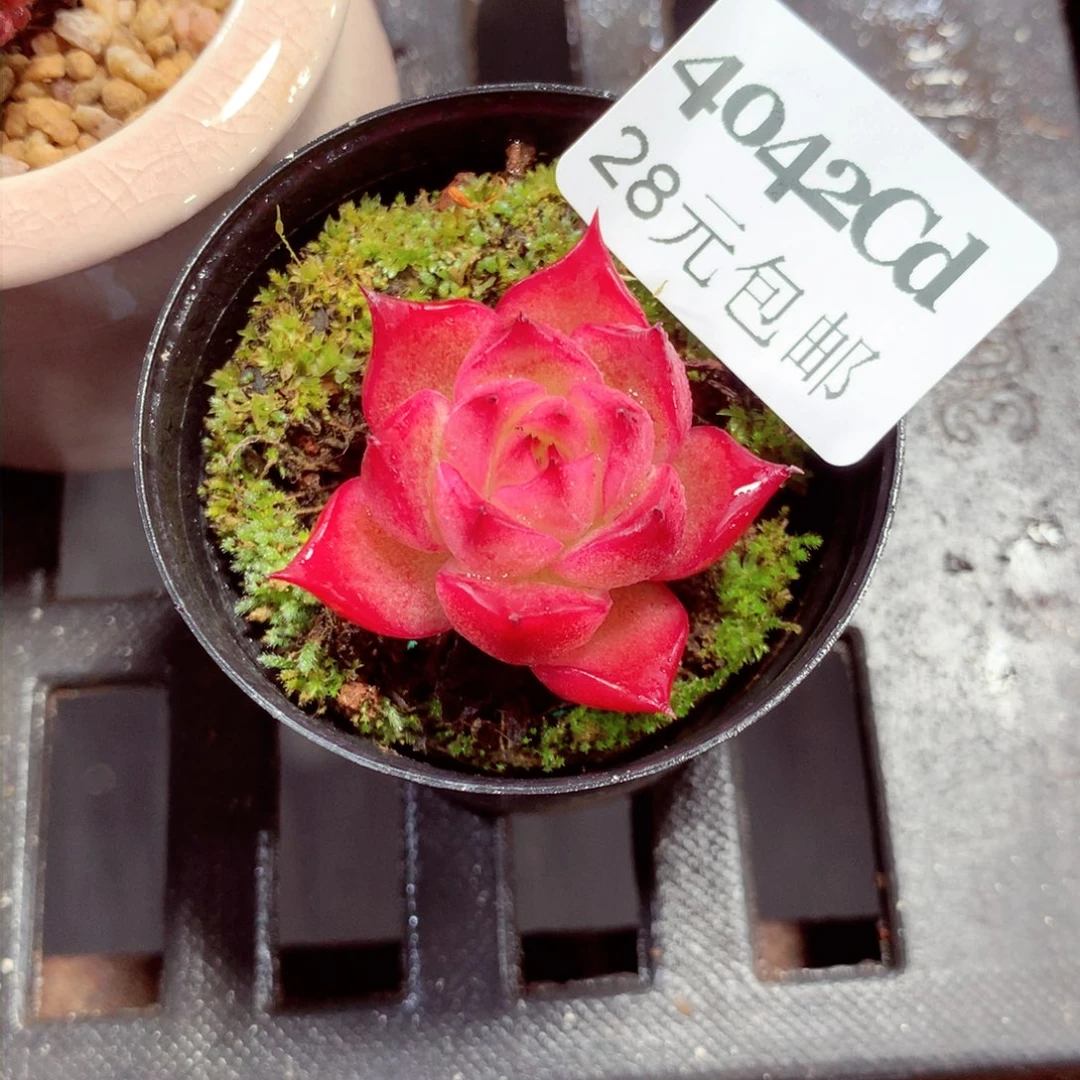 5厘米盆精控多肉4042