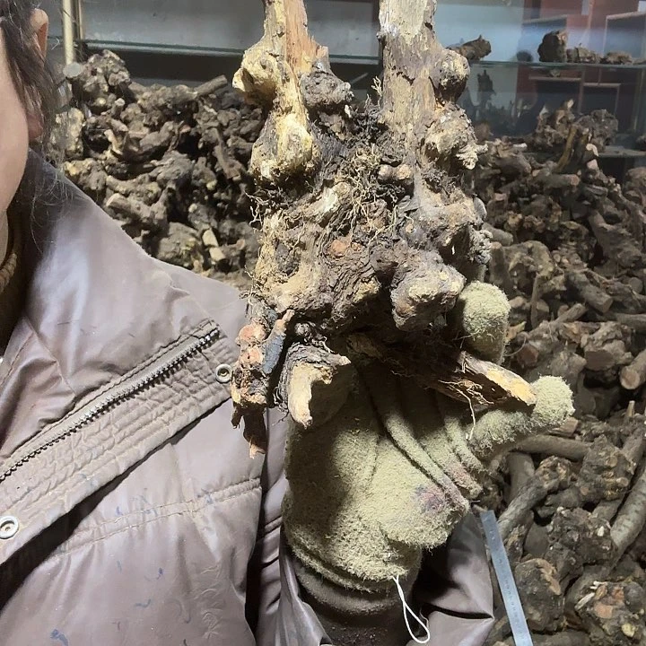 香榧木森**屋火琉璃的故事毛料吧，料