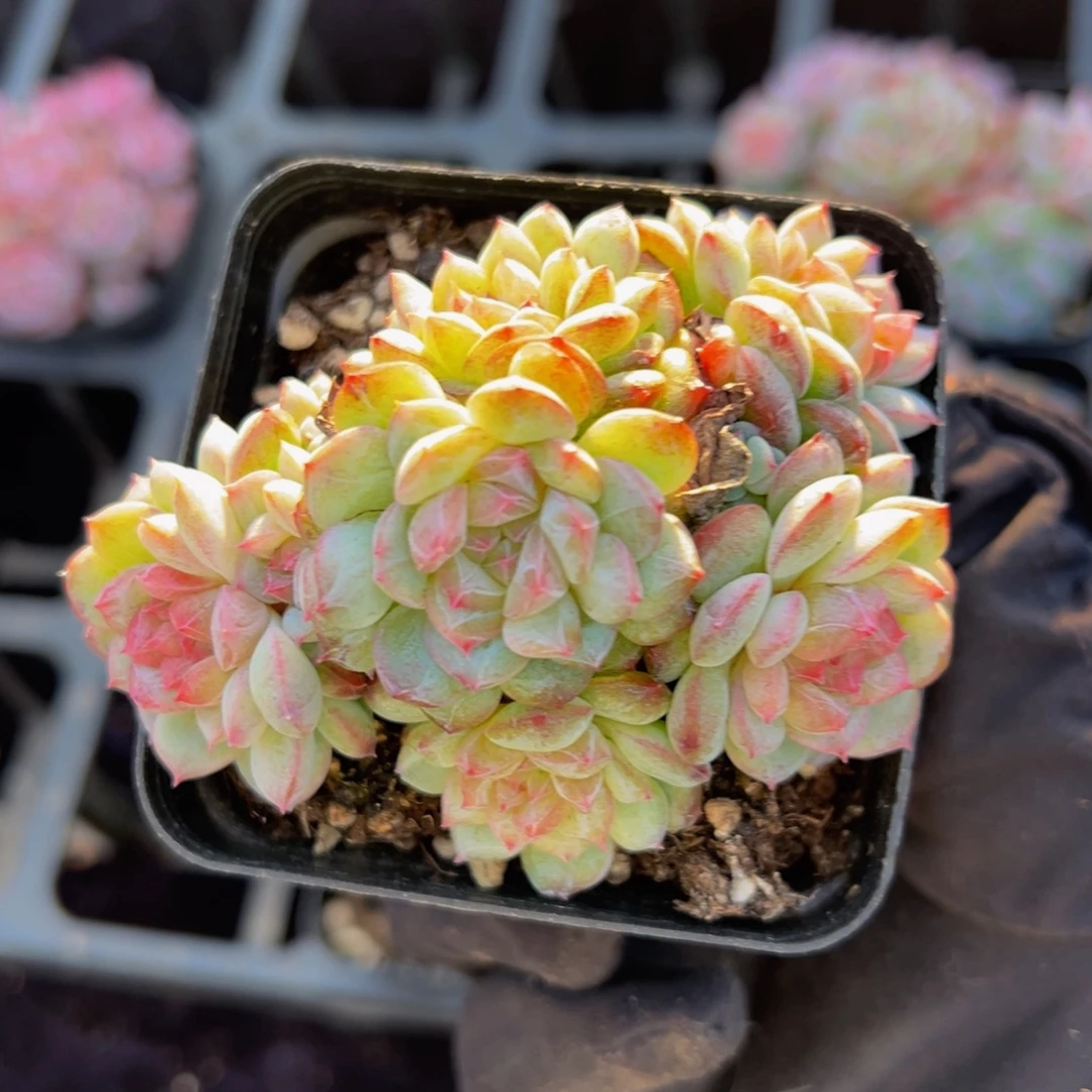 寒江雪糖心天天开心