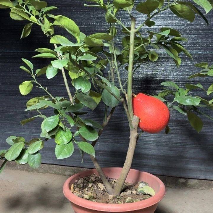 包***红完全开放一物一拍