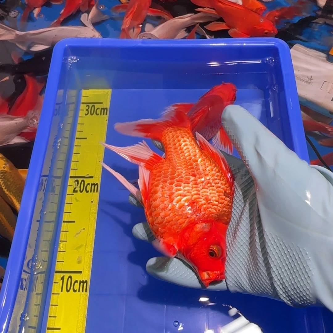 中国大陆蝴蝶鲤微瑕红一条