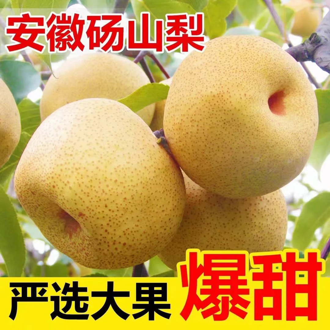 砀山酥梨现摘现发皮薄多汁脆甜爆汁新鲜健康水【18个以内10斤】