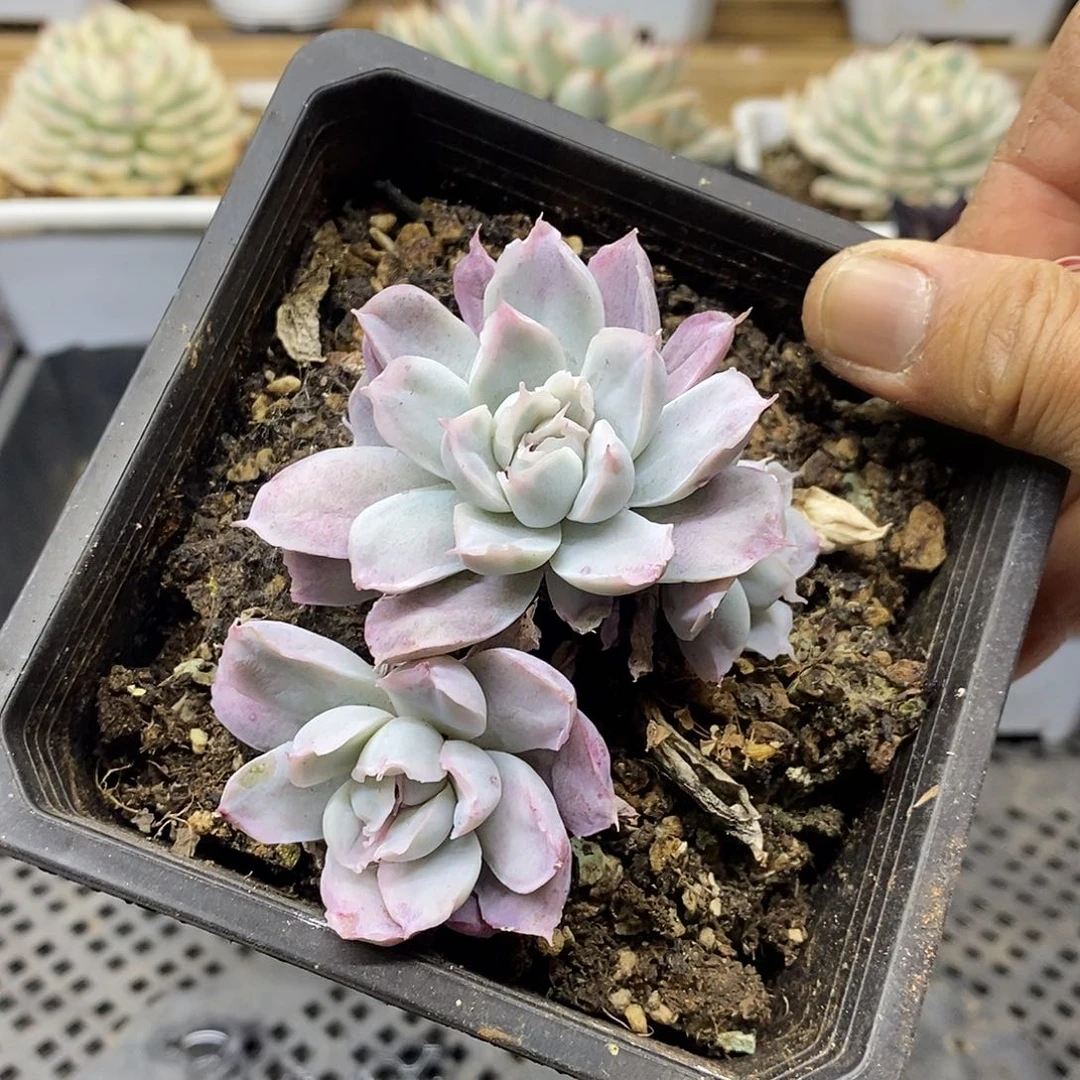 2435 辛普森锦 4 头