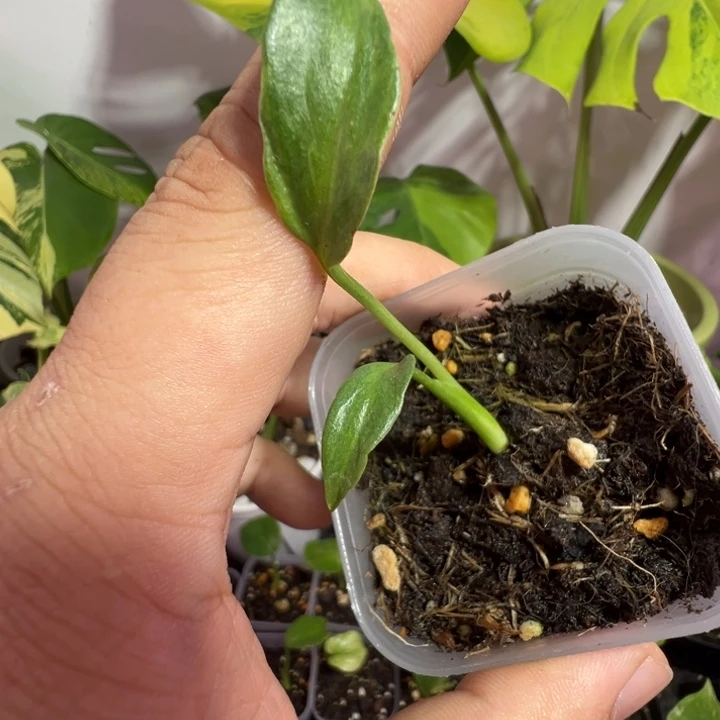 坐***酒完全开放龟背竹种苗