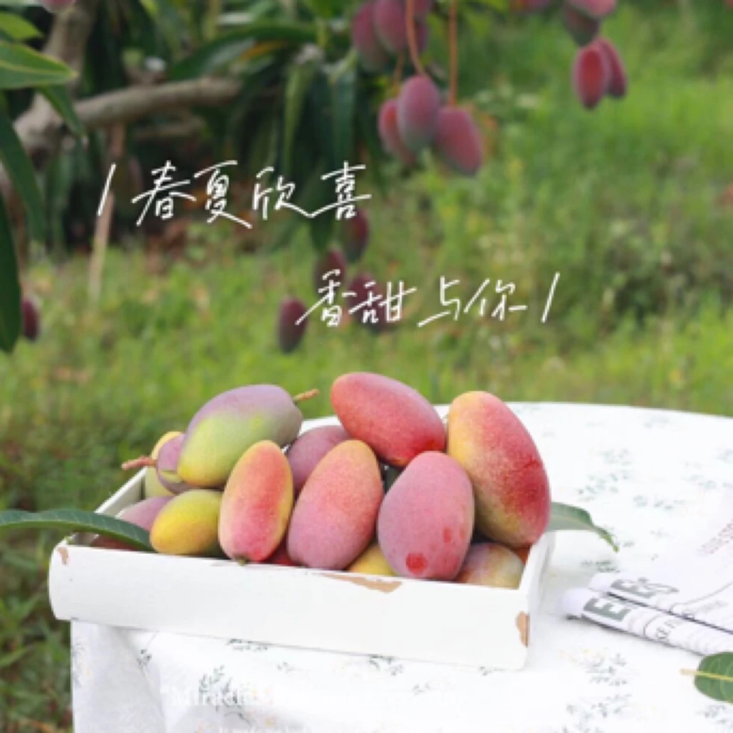 正宗海南树上熟贵妃芒彩虹芒现摘现发皮薄多汁果香浓郁顺丰包邮