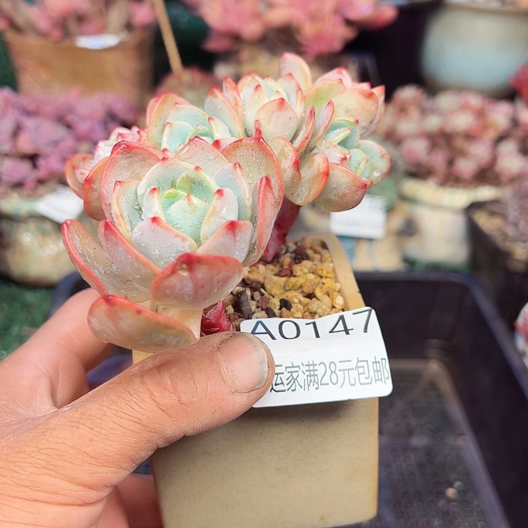 幸运的是我的朋友们