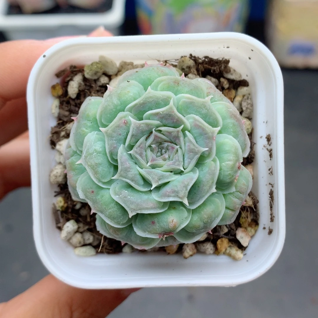 58包邮  群生不包整39