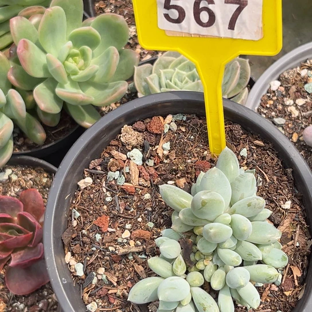 瀚***森多肉植物胖体哥特567