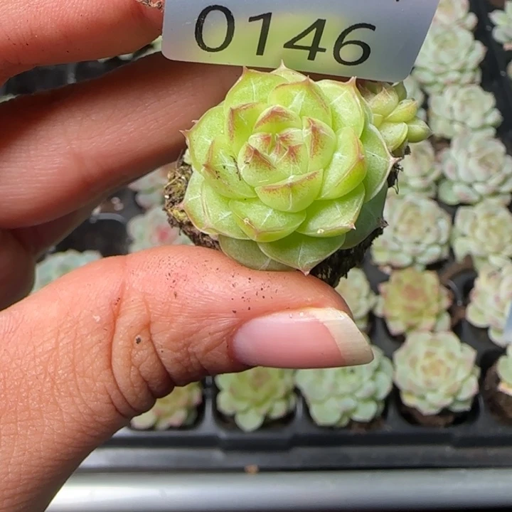 新店开播福利全场¥9.9包146