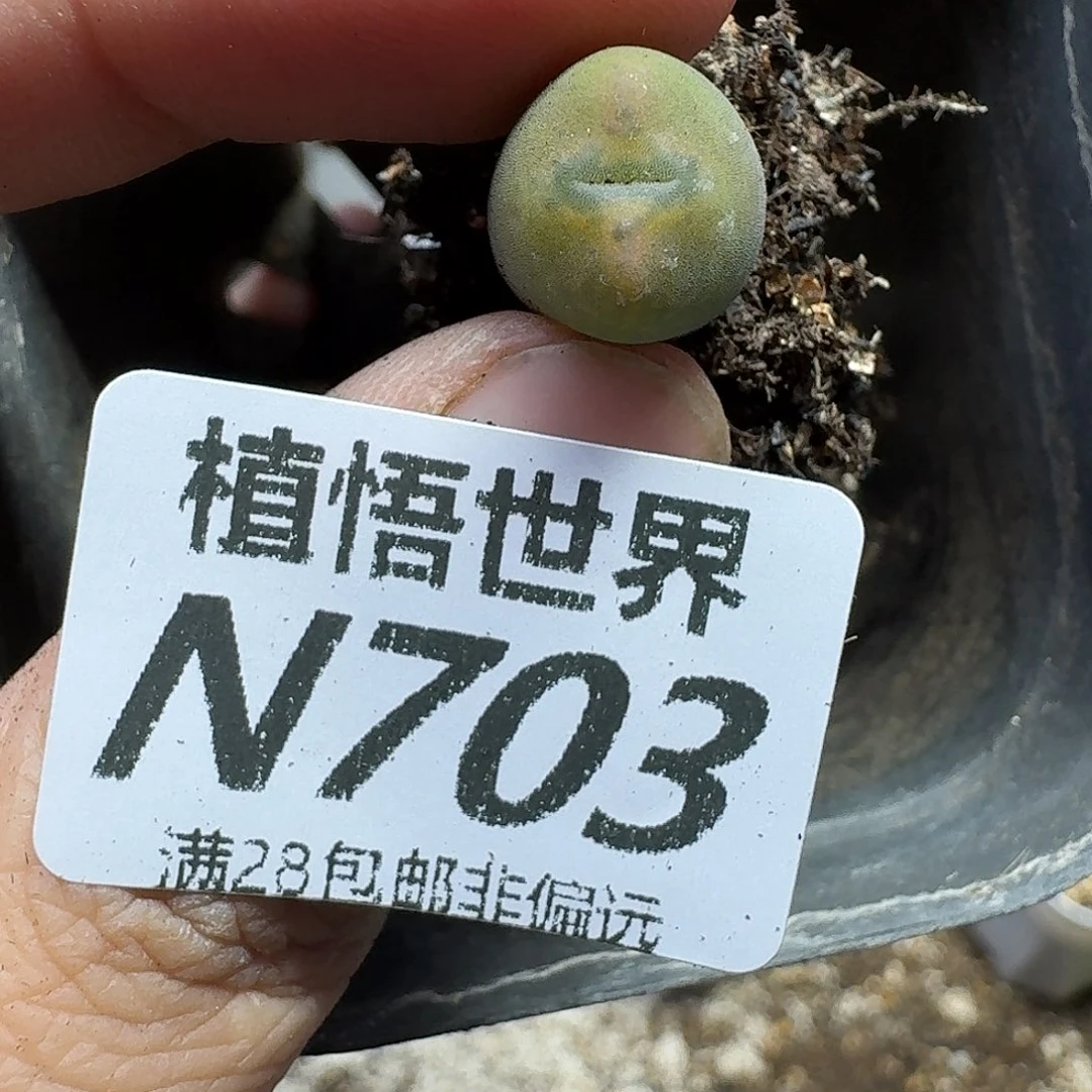 多肉植物的人生gwgb