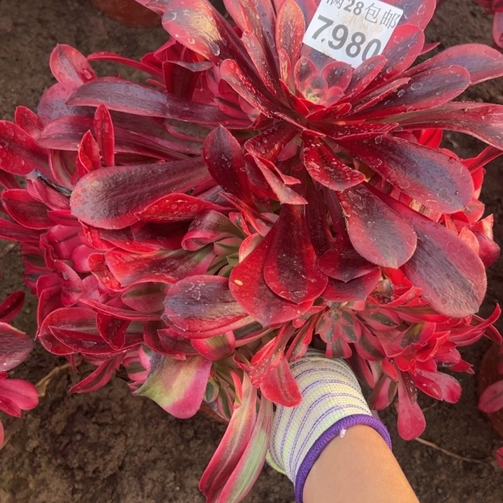 7890美杜莎多肉植物