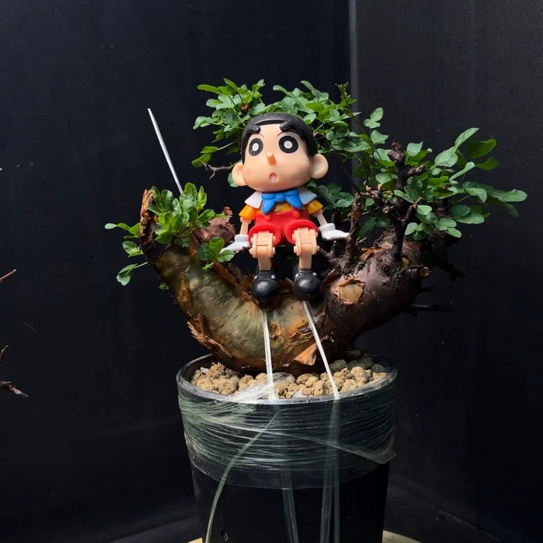 勃然恩斯带盆土f