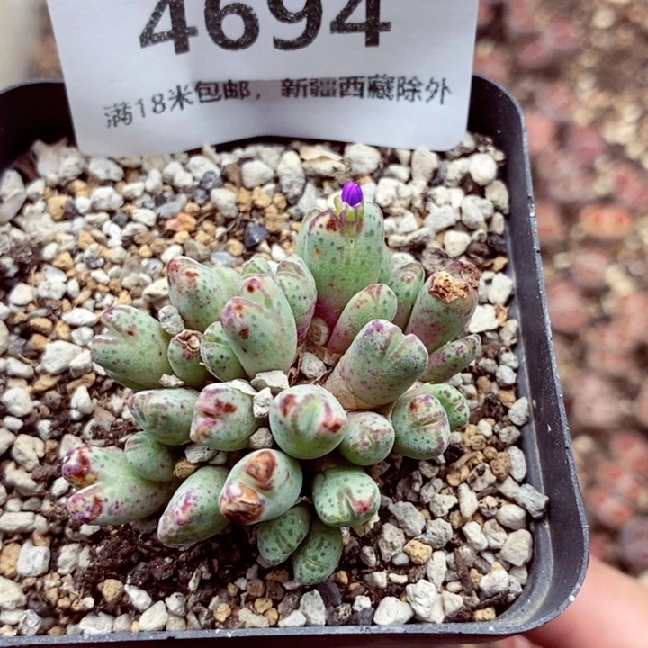 4694。