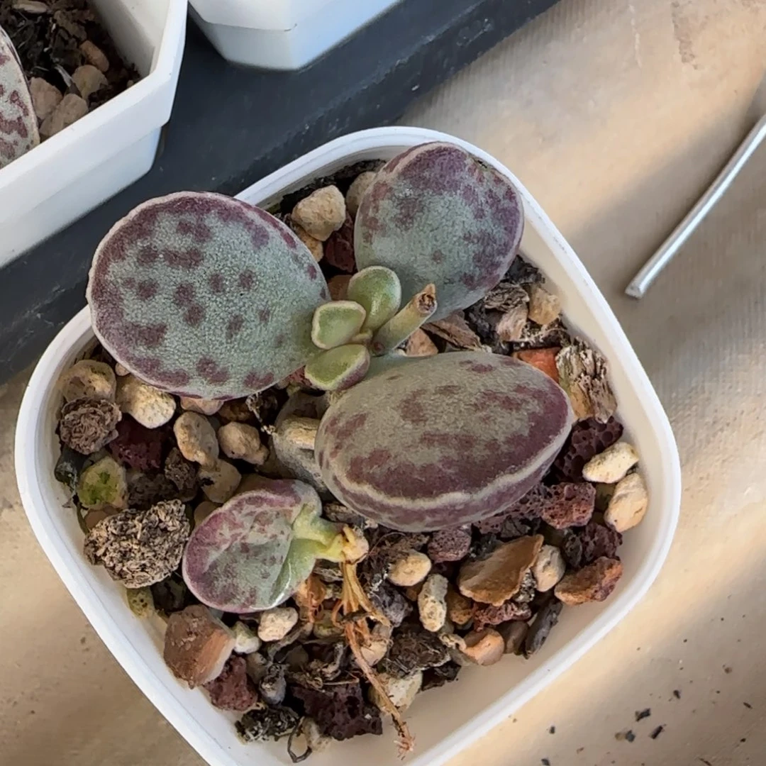 艾薇花蛋多肉植物