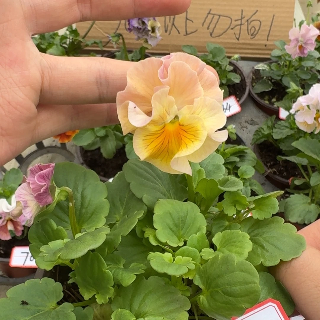 大部分花苞少量开放66