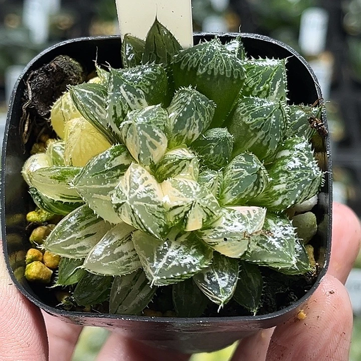 102双头大叶楼兰玉露锦