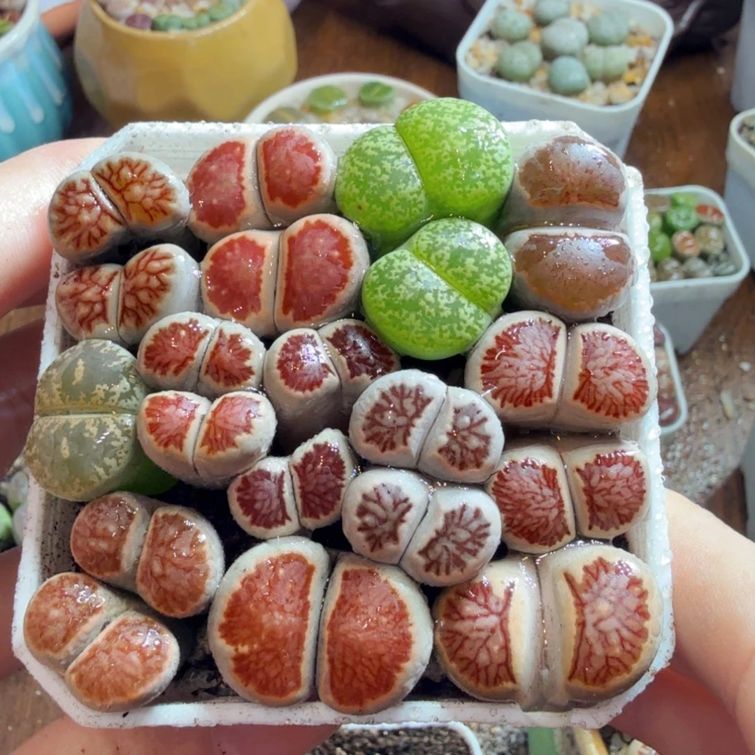 多肉植物的生长发育和生长519