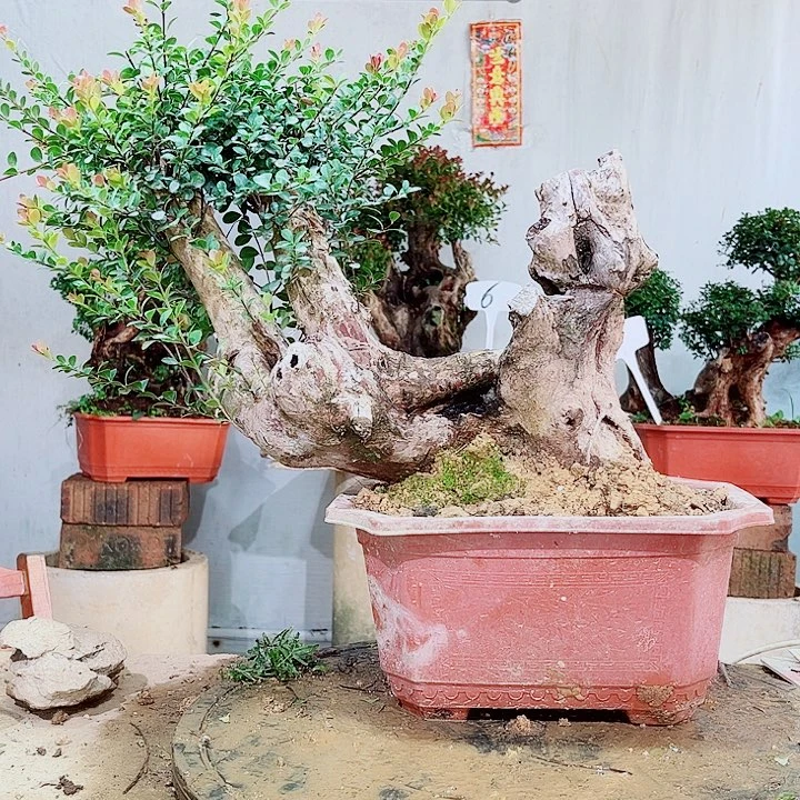 葡***楠当前无花栽培后可以开花
