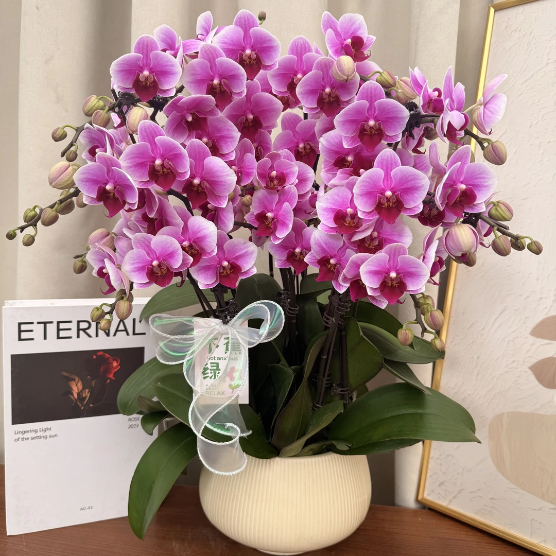 蝴蝶蘭《红粉珍珠》选美比赛第三名 超厚蜡质花花  好养耐开