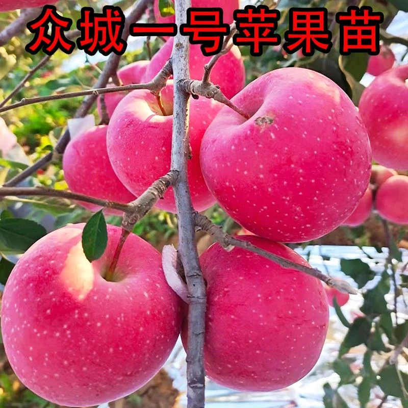 特大新品种众成一号红富士苹果苗树苗嫁接南北方种植盆栽地栽树苗