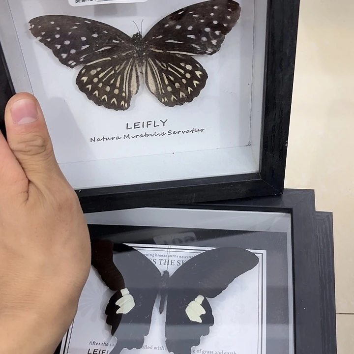 蝴蝶标本定制版109