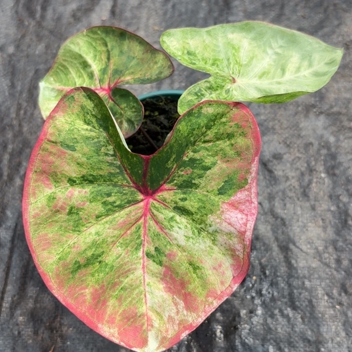 完全开放泰国彩叶芋15