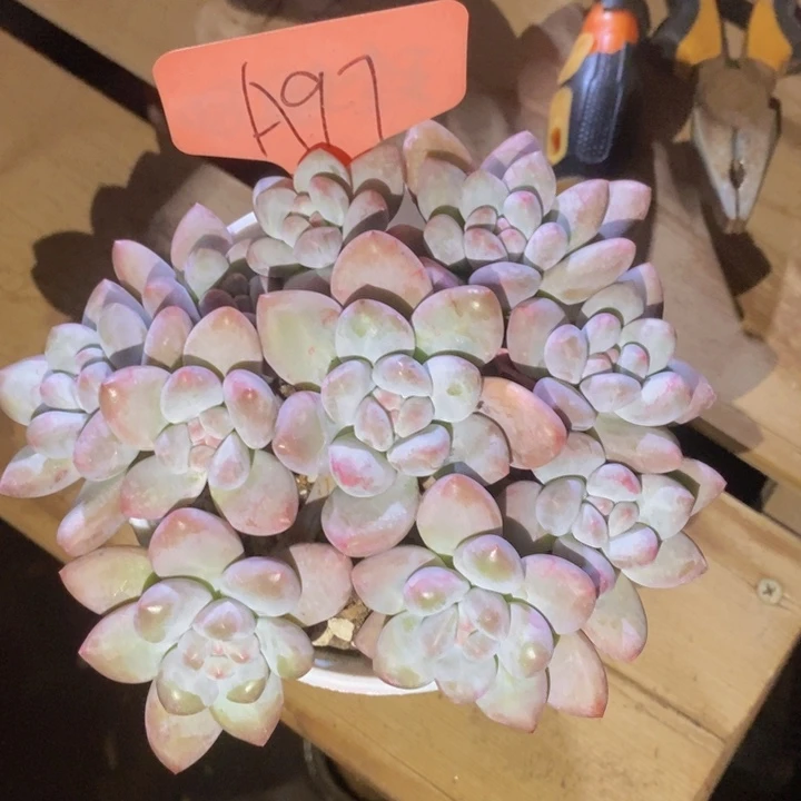 我都是要你做生意给